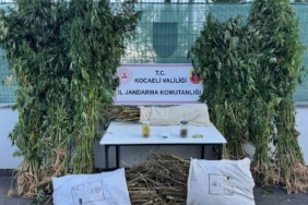 Kocaeli’de 12 kilo esrar ve 583 kök kenevir ele geçirildi