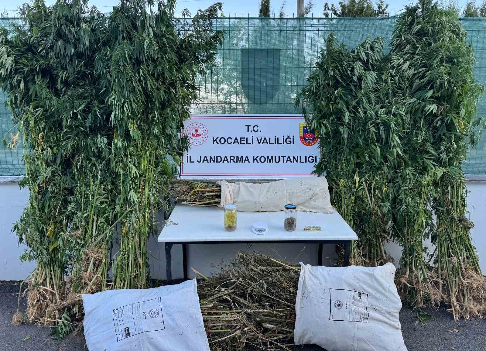 Kocaeli’de 12 kilo esrar ve 583 kök kenevir ele geçirildi