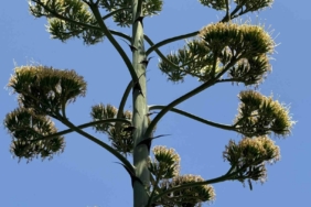 Beylikdüzü’nde şaşırtan UNESCO listesindeki endemik sabır çiçeği