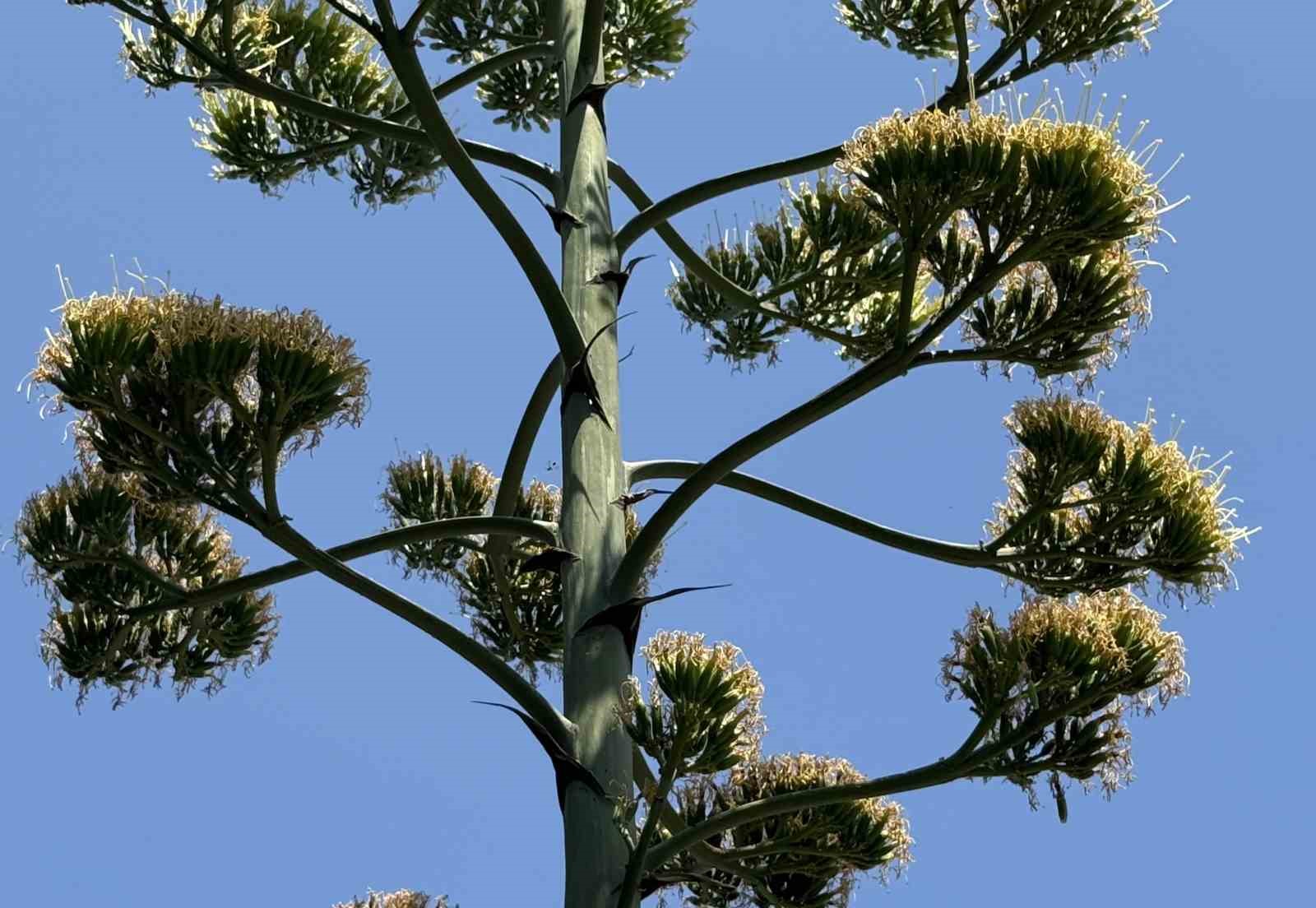 Beylikdüzü’nde şaşırtan UNESCO listesindeki endemik sabır çiçeği