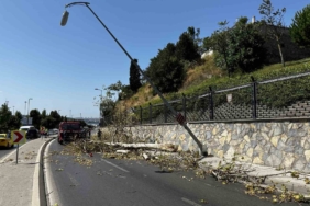 Üsküdar’da ağaç seyir halindeki otomobilin üzerine devrildi