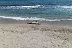 Tekirdağ’da ölü yunus sahile vurdu