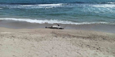 Tekirdağ’da ölü yunus sahile vurdu