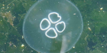 Müsilaj bitti bu kez denizanası kabusu başladı