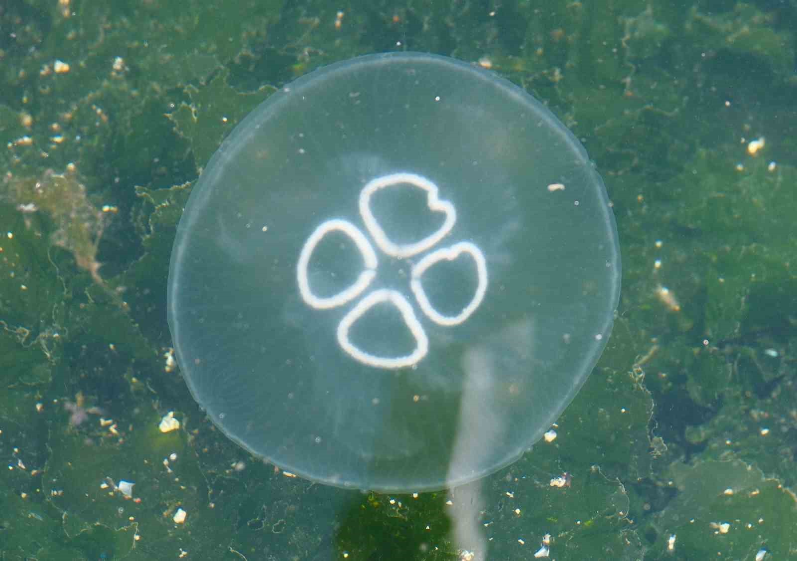 Müsilaj bitti bu kez denizanası kabusu başladı