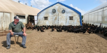 Üreticilere yüzde 50 hibeli 16 bin tavuk