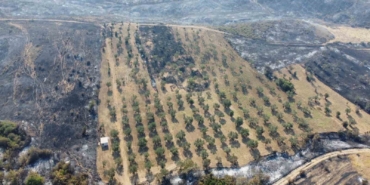 Gelibolu’da yaşayan çiftçi zeytinliğinin altını sürdüğü için yangından etkilenmedi