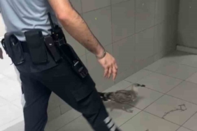 Bursa’da bir martı acile uçarak girdi