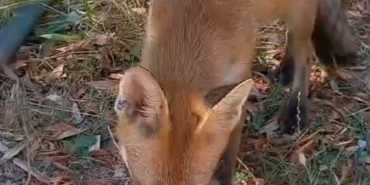 Sıcaktan bunalan tilkiye vatandaş su ikram etti