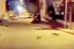 Kedi tarafından saldırıya uğrayan tilki çareyi kaçmakla buldu
