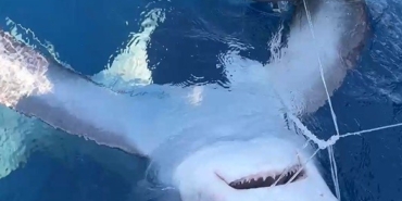 Gökçeada açıklarında kılıç balığı avı sırasında oltaya sapan köpek balığı takıldı