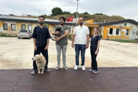 Zifte bulanan yavru köpek rehabilitasyon merkezinde yaşama tutundu