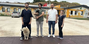 Zifte bulanan yavru köpek rehabilitasyon merkezinde yaşama tutundu