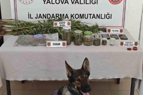 Yalova’da ormanlık alanda yasa dışı kenevir ekimi yapan 3 şüpheli yakalandı