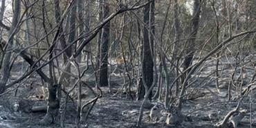 Yangından kaçan karaca görüntüleri kameralara yansıdı