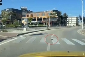 Kaplumbağa yaya geçidinden geçti, kurallara uymasıyla vatandaşlara örnek oldu