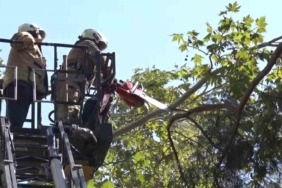 Kadıköy’de kuvvetli rüzgar ağacı kırdı