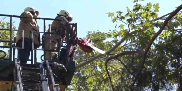 Kadıköy’de kuvvetli rüzgar ağacı kırdı