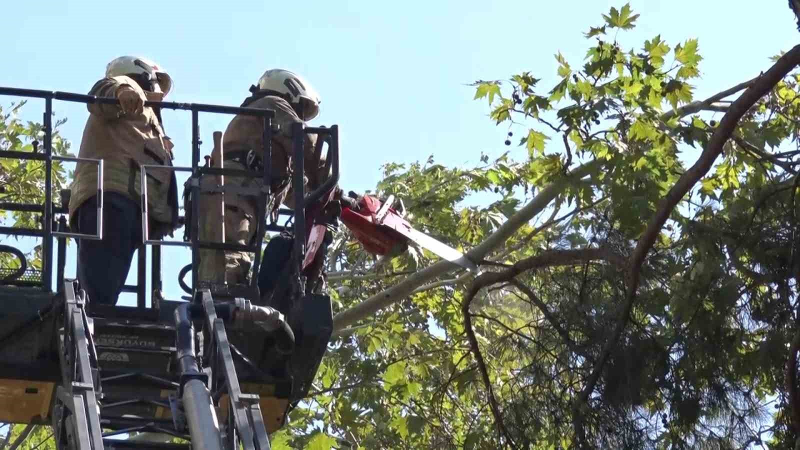 Kadıköy’de kuvvetli rüzgar ağacı kırdı