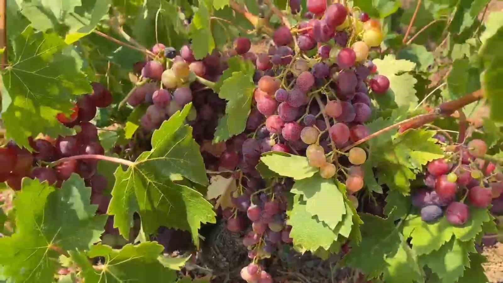 Şarköy’ün Gardinal Üzümünün hasadı başladı