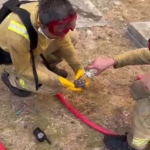 Yangından kurtarılan yaralı kirpiye orman işçileri su içirdi