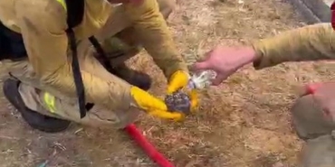 Yangından kurtarılan yaralı kirpiye orman işçileri su içirdi