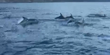 Balıkçı teknesinin yanına gelen yunusların muhteşem görüntüsü