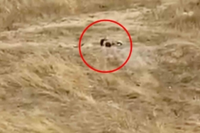 Uygunsuz hareketler sergileyen iki genç gözaltına alındı