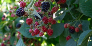 Böğürtlenin merkez üssünde hasat başladı