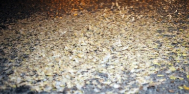 Yol beyaza büründü: Kar değil, birgün sineklerinin ‘ölüm dansı’