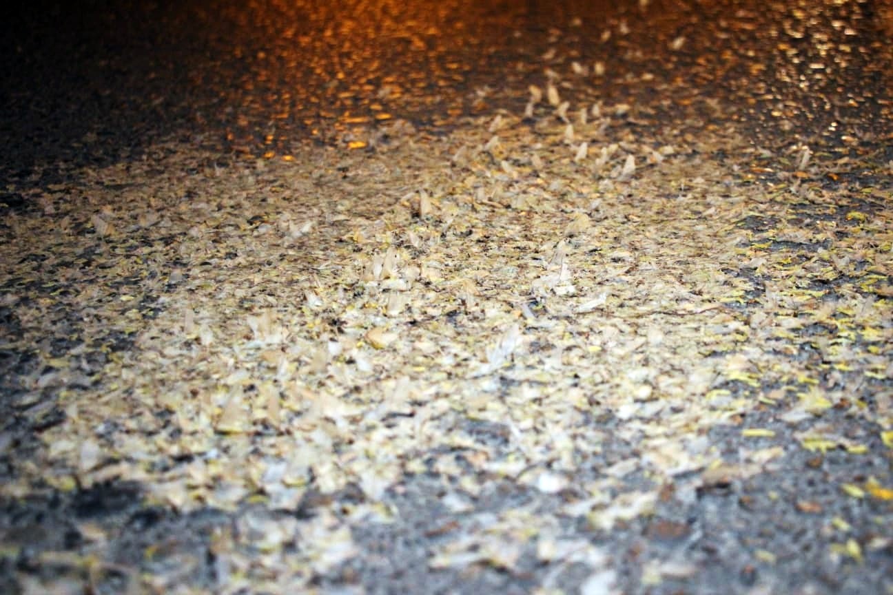 Yol beyaza büründü: Kar değil, birgün sineklerinin ‘ölüm dansı’