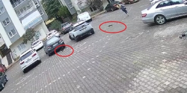 Yavru kediler, önlerine kattıkları kadını evine kadar kovaladı