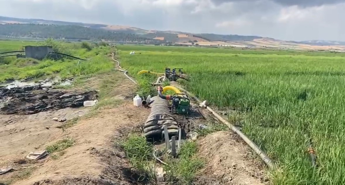 Gönen Ovası’nda çeltik tarlaları susuz kaldı