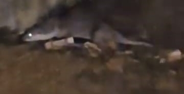 Su samurunu görüntüleyen vatandaş: "Yaradana kurban olayım"