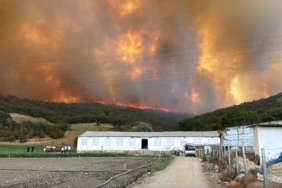 Orman yangınındaki alevler, hayvan çiftliklerine doğru ilerliyor