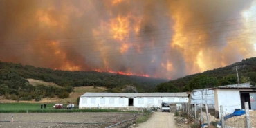 Orman yangınındaki alevler, tavuk çiftliklerine doğru ilerliyor