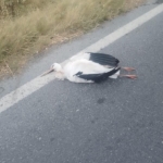 Büyükçekmece’de leyleklerin çarptığı trafoda yangın