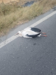 Büyükçekmece’de leyleklerin çarptığı trafoda yangın