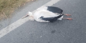 Büyükçekmece’de leyleklerin çarptığı trafoda yangın