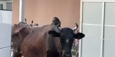 Tekirdağ’da hastaneye gelen inek gülümsetti