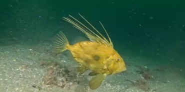 İzmit Körfezi’nde çamur gitti, yerine deniz canlıları geldi