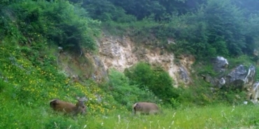 Kızıl geyikleri fotokapan görüntüledi