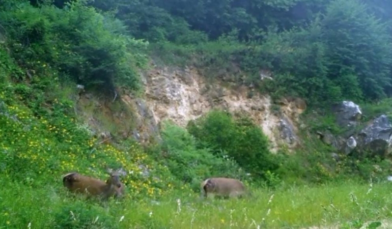 Kızıl geyikleri fotokapan görüntüledi