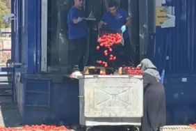 Zincir markette kasalar dolusu domates çöpe döküldü, o anlar tepki topladı