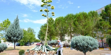 Yüzyılın çiçeği ’Sabır’ Balıkesir’de açarak, gerçek oldu