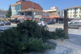 Ataşehir’de kuvvetli rüzgar ağacı devirdi, bina girişini kapattı