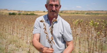 Trakya Birlik’in ayçiçeği avans fiyatına tepki: "Çiftçi şokta"