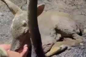 Çanakkale’de çıkan orman yangınında yaralanan yavru ceylana ekipler su yetiştirildi