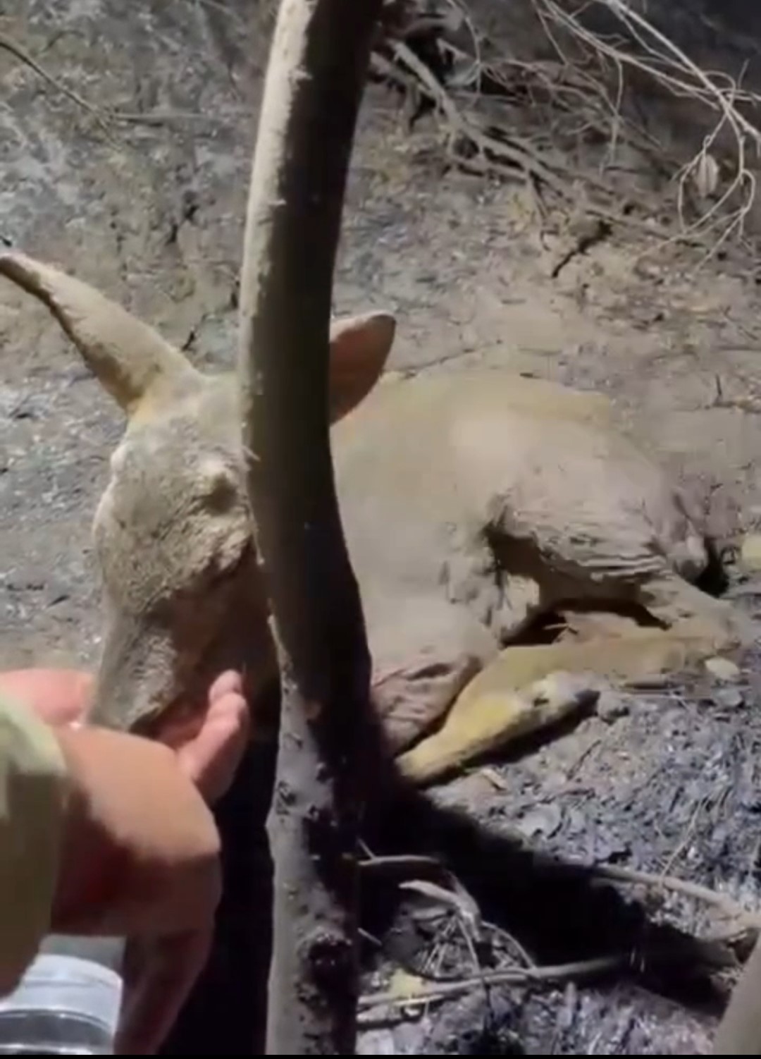 Çanakkale’de çıkan orman yangınında yaralanan yavru ceylana ekipler su yetiştirildi