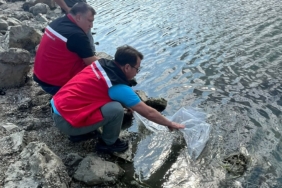 Tekirdağ’da göletlere 975 bin sazan yavrusu bırakıldı